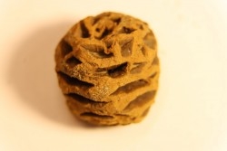 Metasequoia dakotahensis cone - upper cretaceous - hell creek fmt - Montana - USA