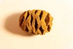 Metasequoia dakotahensis cone - upper cretaceous - hell creek fmt - Montana - USA