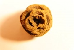 Metasequoia dakotahensis cone - upper cretaceous - hell creek fmt - Montana - USA