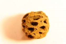 Metasequoia dakotahensis cone - upper cretaceous - hell creek fmt - Montana - USA