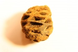 Metasequoia dakotahensis cone - upper cretaceous - hell creek fmt - Montana - USA