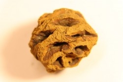 Metasequoia dakotahensis cone - upper cretaceous - hell creek fmt - Montana - USA