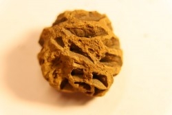 Metasequoia dakotahensis cone - upper cretaceous - hell creek fmt - Montana - USA