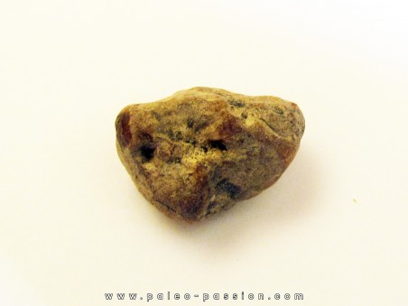 AMBER fossile d'ARCHINGEAY (1)