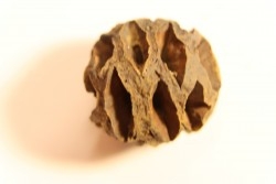 Metasequoia dakotahensis cone - upper cretaceous - hell creek fmt - Montana - USA