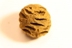 Metasequoia dakotahensis cone - upper cretaceous - hell creek fmt - Montana - USA
