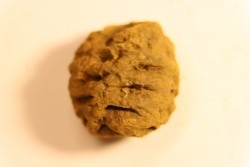 Metasequoia dakotahensis cone - upper cretaceous - hell creek fmt - Montana - USA