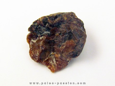AMBER fossile d'ARCHINGEAY (3)
