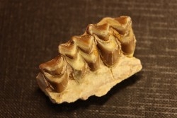 OREODON : Merycoidodon culbersoni - oligocene - Brule fmt - White river Badlands - S. Dakota, USA