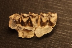 OREODON : Merycoidodon culbersoni - oligocène - Brule fmt - White river Badlands - S. Dakota, USA