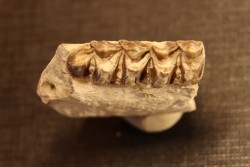 OREODON : Merycoidodon culbersoni - oligocene - Brule fmt - White river Badlands - S. Dakota, USA