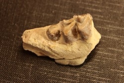 OREODON : Merycoidodon culbersoni - oligocene - Brule fmt - White river Badlands - S. Dakota, USA