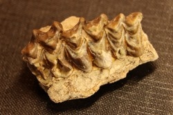 OREODON : Merycoidodon culbersoni - oligocene - Brule fmt - White river Badlands - S. Dakota, USA