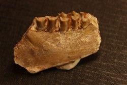 OREODON : Merycoidodon culbersoni - oligocène - Brule fmt - White river Badlands - S. Dakota, USA