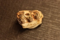 OREODON : Merycoidodon culbersoni - oligocène - Brule fmt - White river Badlands - S. Dakota, USA