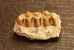 OREODON : Merycoidodon culbersoni - oligocène - Brule fmt - White river Badlands - S. Dakota, USA