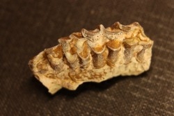 OREODON : Merycoidodon culbersoni - oligocène - Brule fmt - White river Badlands - S. Dakota, USA