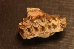 OREODON : Merycoidodon culbersoni - oligocene - Brule fmt - White river Badlands - S. Dakota, USA