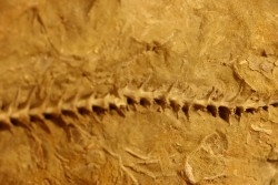 Archimedes wortheni - Mississippian - Bangor Fmt - Alabama - USA