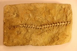 Archimedes wortheni - Mississippian - Bangor Fmt - Alabama - USA