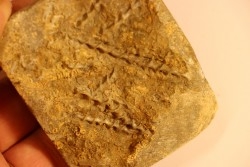 Archimedes wortheni - Mississippian - Bangor Fmt - Alabama - USA