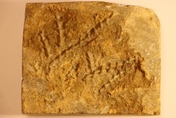 Archimedes wortheni - Mississippian - Bangor Fmt - Alabama - USA
