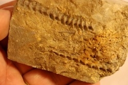 Archimedes wortheni - Mississippian - Bangor Fmt - Alabama - USA