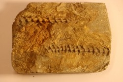 Archimedes wortheni - Mississippian - Bangor Fmt - Alabama - USA
