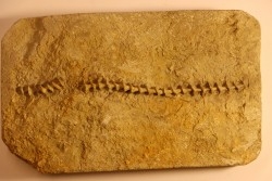Archimedes wortheni - Mississippian - Bangor Fmt - Alabama - USA