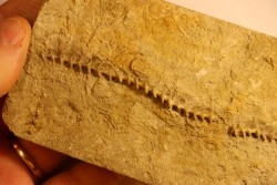 Archimedes wortheni - Mississippian - Bangor Fmt - Alabama - USA