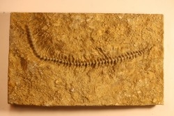 Archimedes wortheni - Mississippian - Bangor Fmt - Alabama - USA