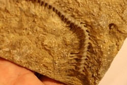 Archimedes wortheni - Mississippian - Bangor Fmt - Alabama - USA