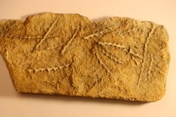 Archimedes wortheni - Mississippian - Bangor Fmt - Alabama - USA
