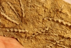 Archimedes wortheni - Mississippian - Bangor Fmt - Alabama - USA