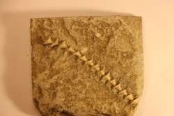 Archimedes wortheni - Mississippian - Bangor Fmt - Alabama - USA