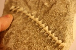 Archimedes wortheni - Mississippian - Bangor Fmt - Alabama - USA