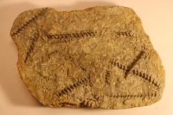 Archimedes wortheni - Mississippian - Bangor Fmt - Alabama - USA