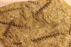 Archimedes wortheni - Mississippian - Bangor Fmt - Alabama - USA