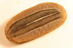 Alethopteris aff. serli - carboniferous - Mazon creek - Illinois - USA