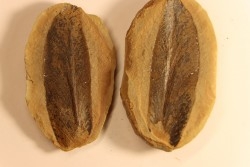Nodule de fougère: Macroneuropteris scheuchzeri - carbonifère - Mazon creek - Illinois - USA