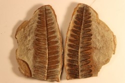 Nodule de fougère: Crenulopteris acadica - carbonifère - Mazon creek - Illinois - USA