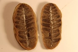Nodule de fougère: Crenulopteris acadica - carbonifère - Mazon creek - Illinois - USA