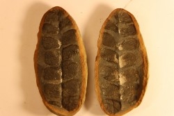 Nodule de fougère: Odontopteris subcuneata - carbonifère - Mazon creek - Illinois - USA