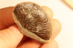 Nodule de fougère: Cyclopteris orbicularis - carbonifère - Mazon creek - Illinois - USA
