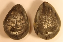 Nodule de fougère: Neuropteris vermicularis - carbonifère - Mazon creek - Illinois - USA