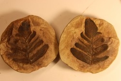 Nodule de fougère: Neuropteris aff. ovata - carbonifère - Mazon creek - Illinois - USA