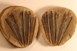 Nodule de fougère: Ciperites bicarinatus - carbonifère - Mazon creek - Illinois - USA