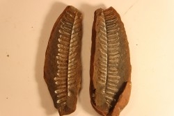 Nodule de fougère: Diplazites unita  - carbonifère - Mazon creek - Illinois - USA