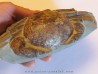 Tumidocarcinus Giganteus Tumidocarcinus Giganteus