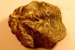 Ostrea nicaisei - Coniacien - Amérique du sud
